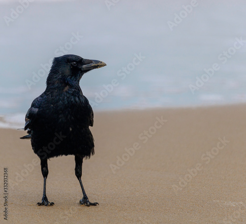 Crow on the beach