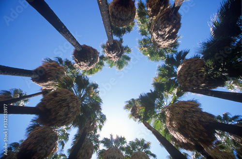 Looking up at indigenous palms in Palm Canyon, Palm Springs, California, home of Cahuilla peoples photo