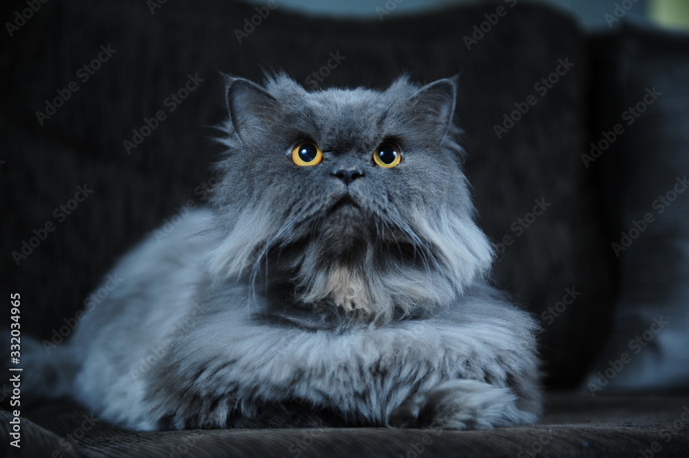 Cat 4 Cat 4
