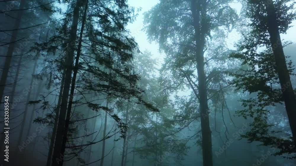 aerial drone flight through the mystical foggy forest aerial drone flight through the mystical foggy forest