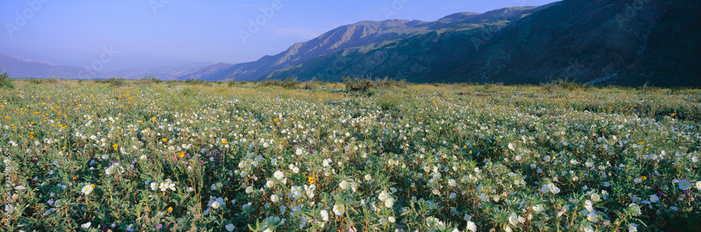 Obraz premium Panoramic view of Desert Lillies and flowers in spring fields of Anza-Borrego Desert State Park, California