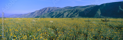 Panoramic view of Desert Lillies and Desert gold yellow flowers in spring fields of Anza-Borrego Desert State Park, California