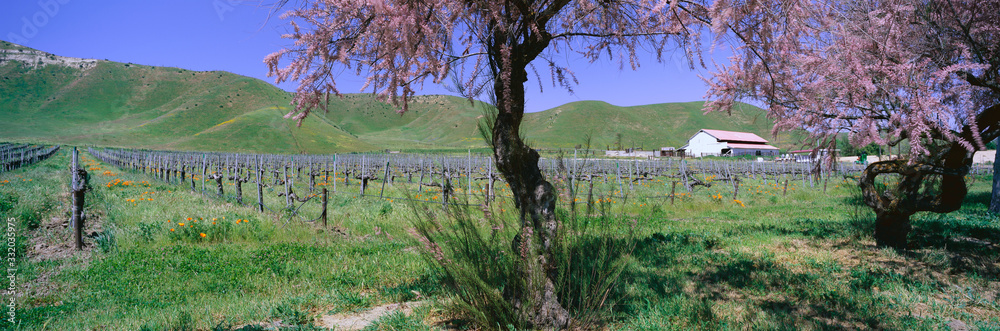 Panoramic view of Golden California poppies and wine vineyard with barn and green rolling hills in background near Route 58, west of Bakersfield, California