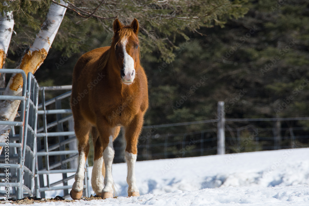 Pretty horse in a Quebec field in the Canadian winter Pretty horse in a Quebec field in the Canadian winter