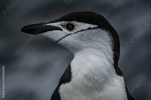 Pingüino De Barbijo Islas Orcadas Antártida Argentina photo