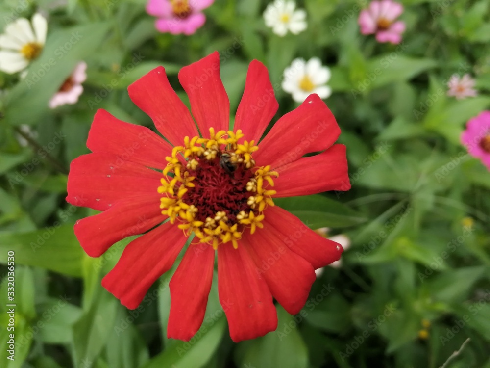 red flower in the garden red flower in the garden