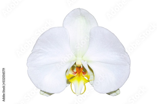 Orchid on a white background, isolate