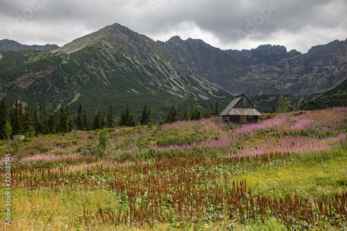 A mountain sheep shepard shed in the Tatra mountains surrounded by high peaks and blooming rosebay willowherb
