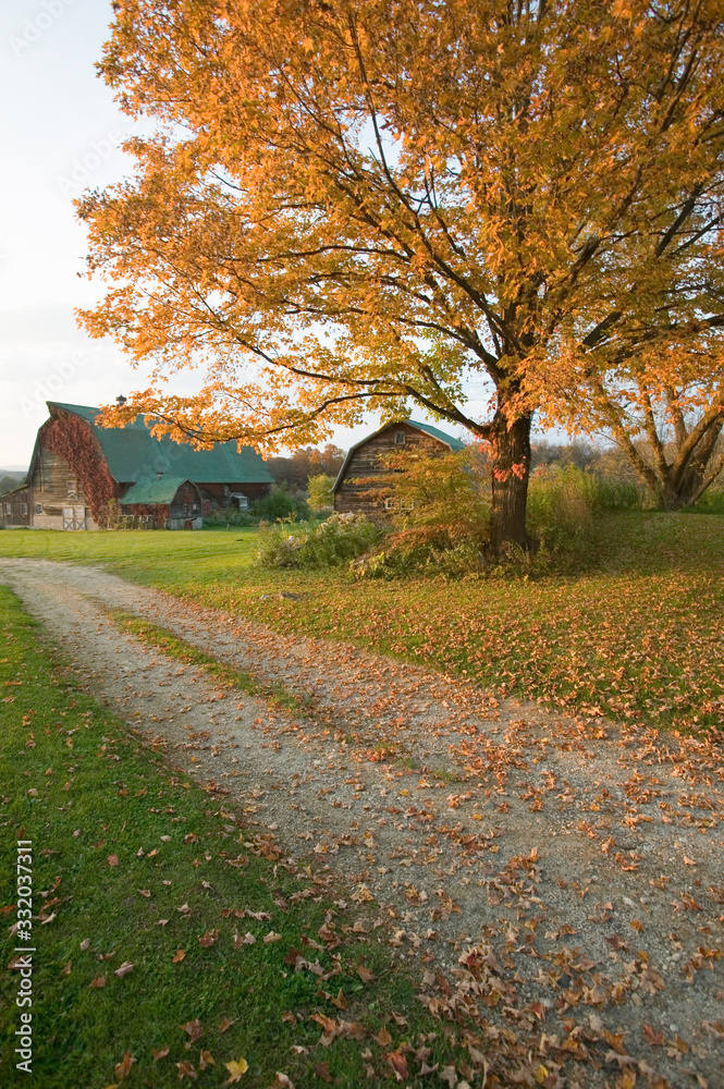 Autumn leaves, red barn and dirt path in Litchfield Hills of Connecticut