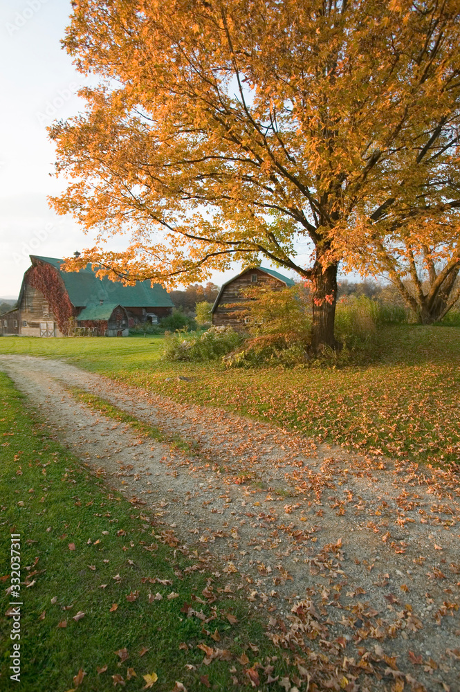 Autumn leaves, red barn and dirt path in Litchfield Hills of Connecticut Autumn leaves, red barn and dirt path in Litchfield Hills of Connecticut