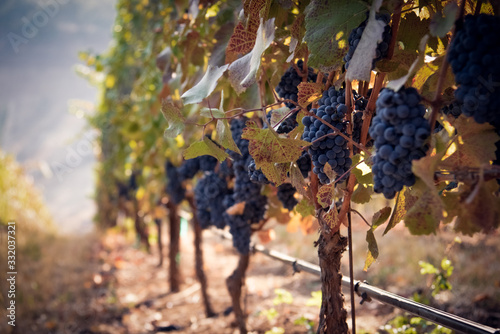 Row of red wine grapes in a southern Oregon vineyard photo