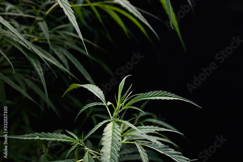 Cannabis tree isolated on black background  Marijuana plant