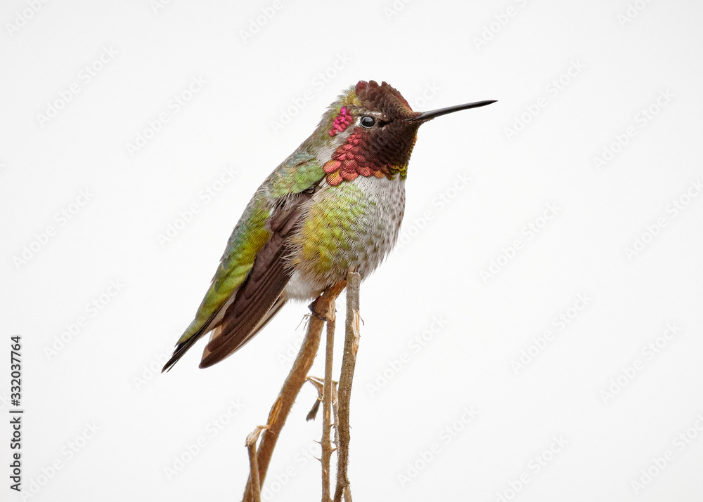Hummingbird Hummingbird