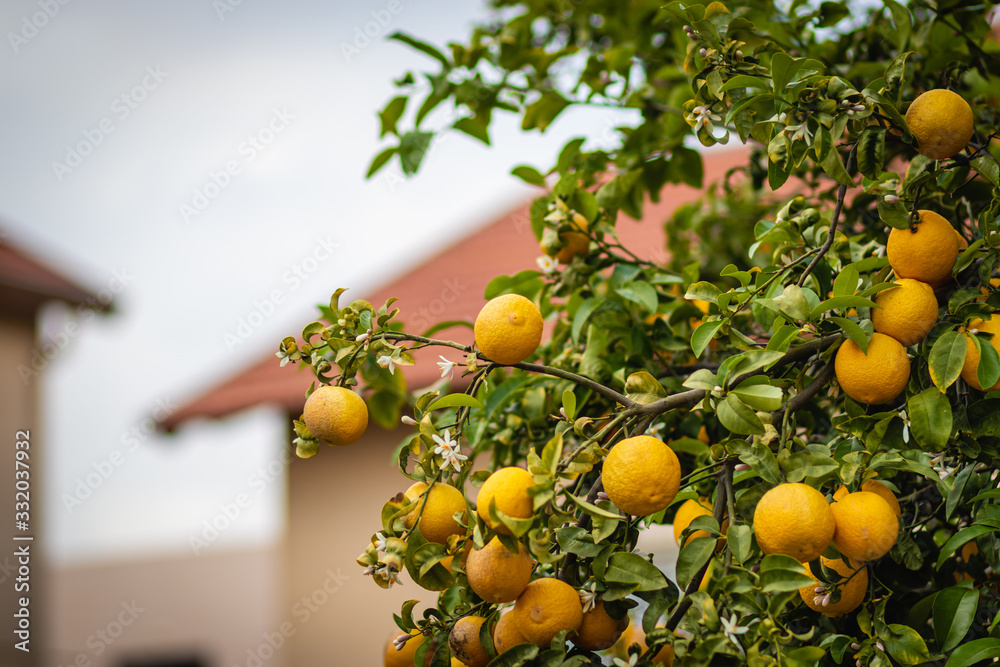 bitter orange tree laden with fruits and flowers, against a blurred background. bitter orange tree laden with fruits and flowers, against a blurred background.