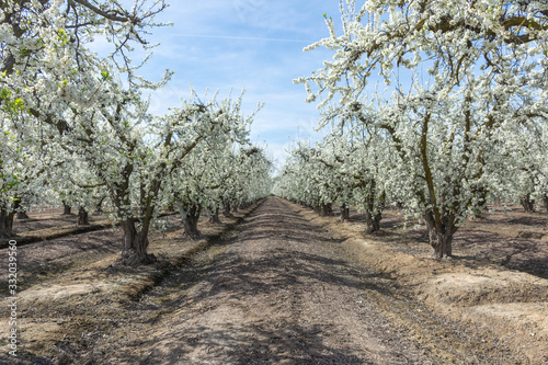 Rows Of White Flowered Peach Trees
