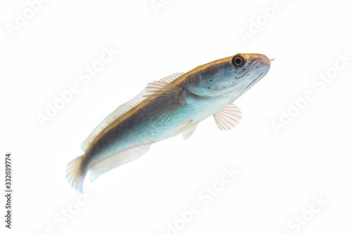 Channa fish isolated on white background