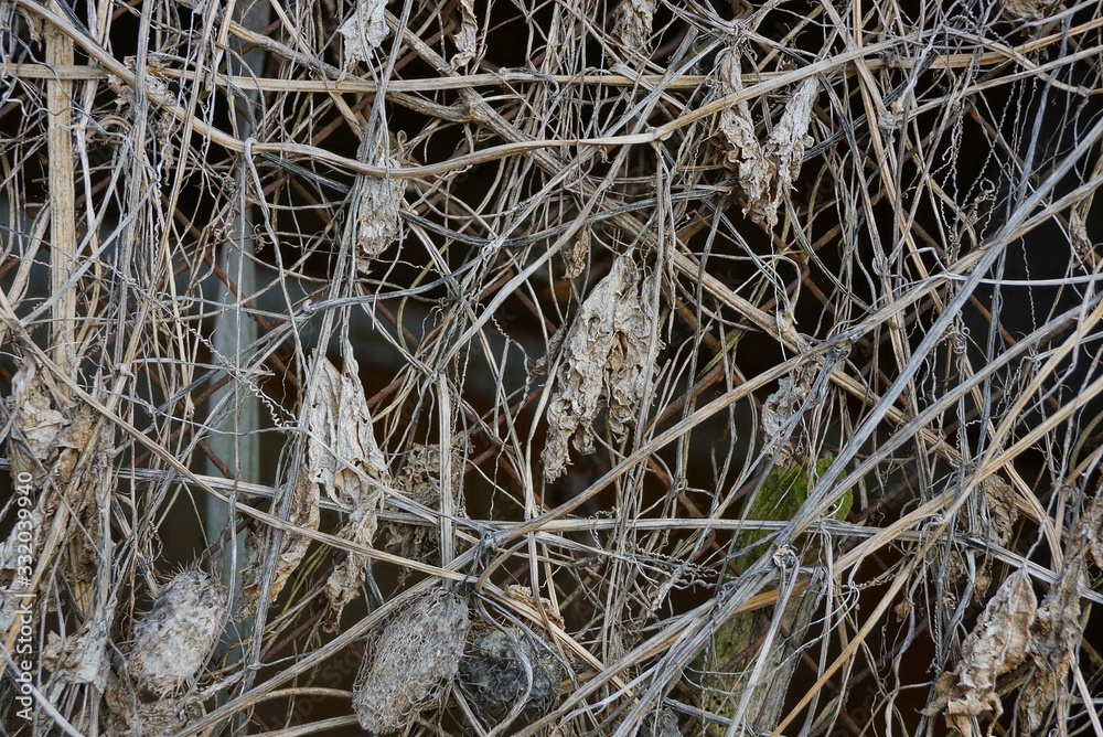 gray natural texture of dry branches and leaves of wild plants