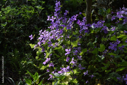 Dame's rocket( Hesperis matronalis) is a perennial with purple flowers in spring. photo