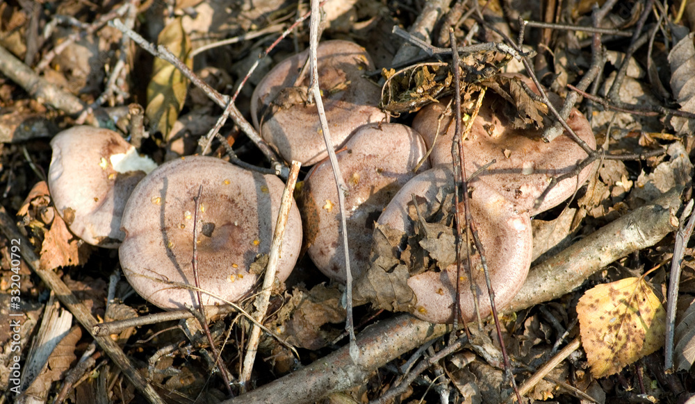 Lactarius trivialis Lactarius trivialis