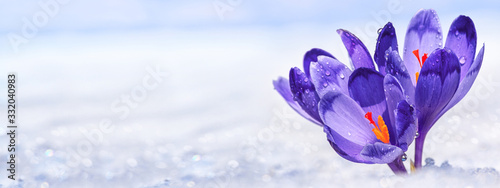 Crocuses - blooming purple flowers making their way from under the snow in early spring, closeup with space for text, background, panorama, banner
