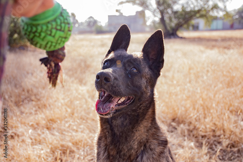 A Dutch Shepherd dog waiting to play with a toy in a meadow