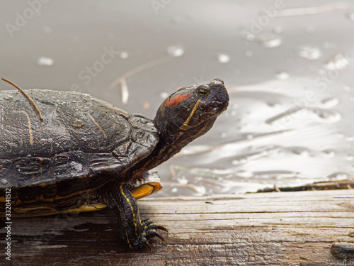 P1010053 red-eared slider turtle, Trachemys scripta elegans, Ladner, British Columbia cECP 2020 photo