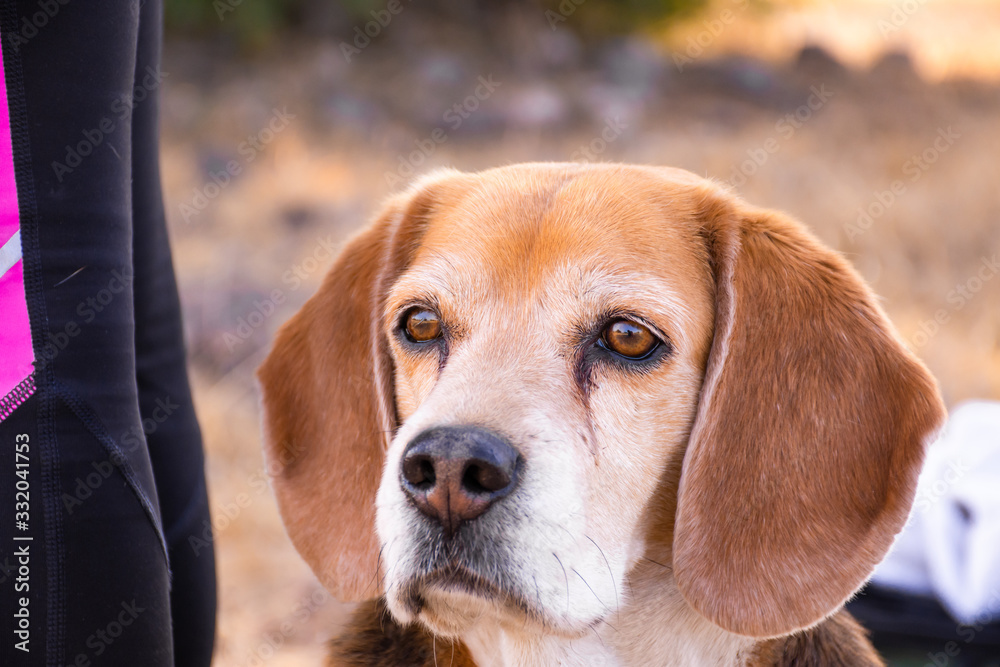 Portrait of an adorable beagle dog looking forward outdoors Portrait of an adorable beagle dog looking forward outdoors