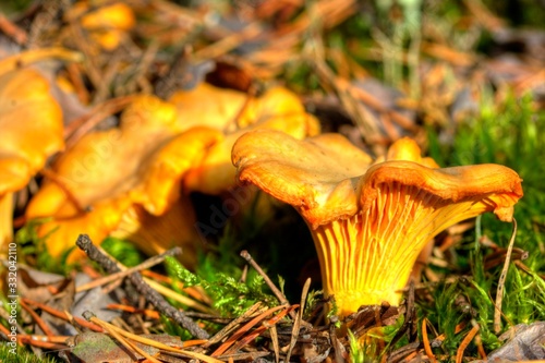 Cantharellus cibarius