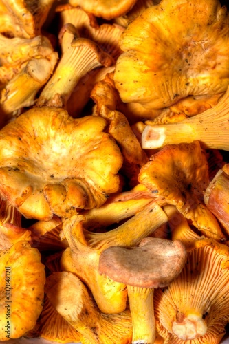 Cantharellus cibarius