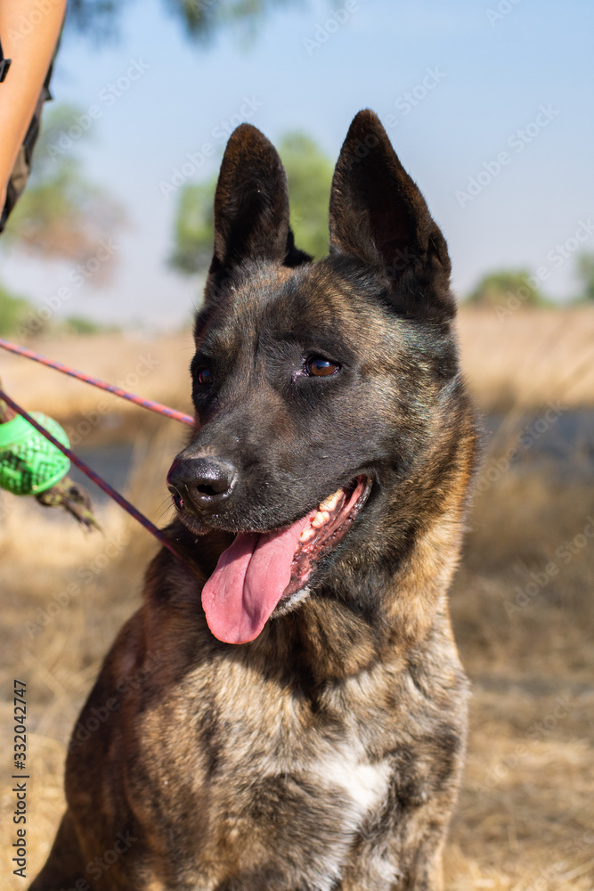 Beautiful portrait of a Dutch shepherd dog on a leash outdoor in a field Beautiful portrait of a Dutch shepherd dog on a leash outdoor in a field