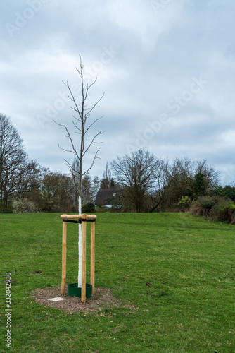 Neu gepflanzter Baum auf einer Wiese