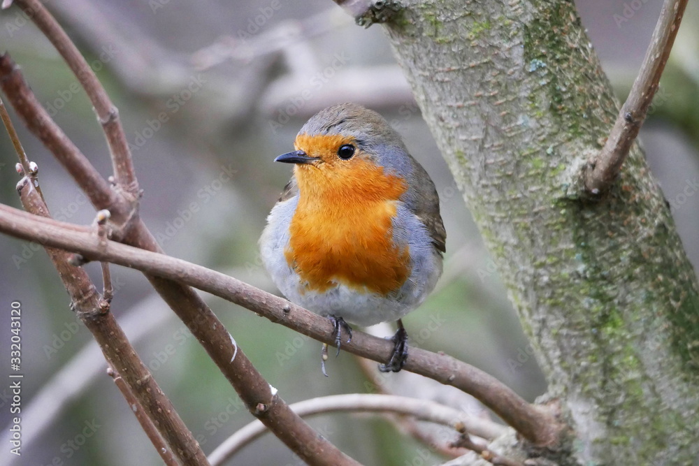 Robin perched on a branch in woodland Robin perched on a branch in woodland