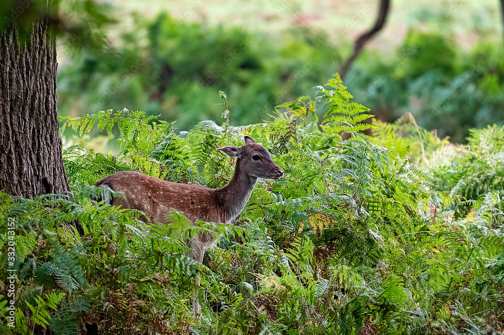 Free roaming deer at the country park Free roaming deer at the country park