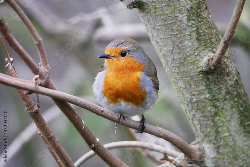 Robin perched on a branch in woodland