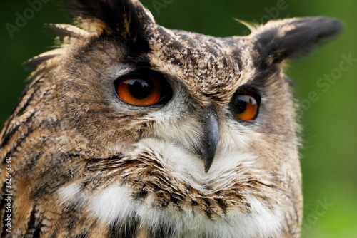 Close up of eurasian eagle-owl with soft background