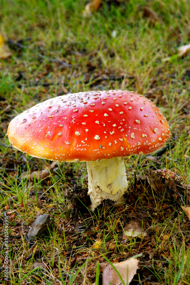 Amanita muscaria Amanita muscaria