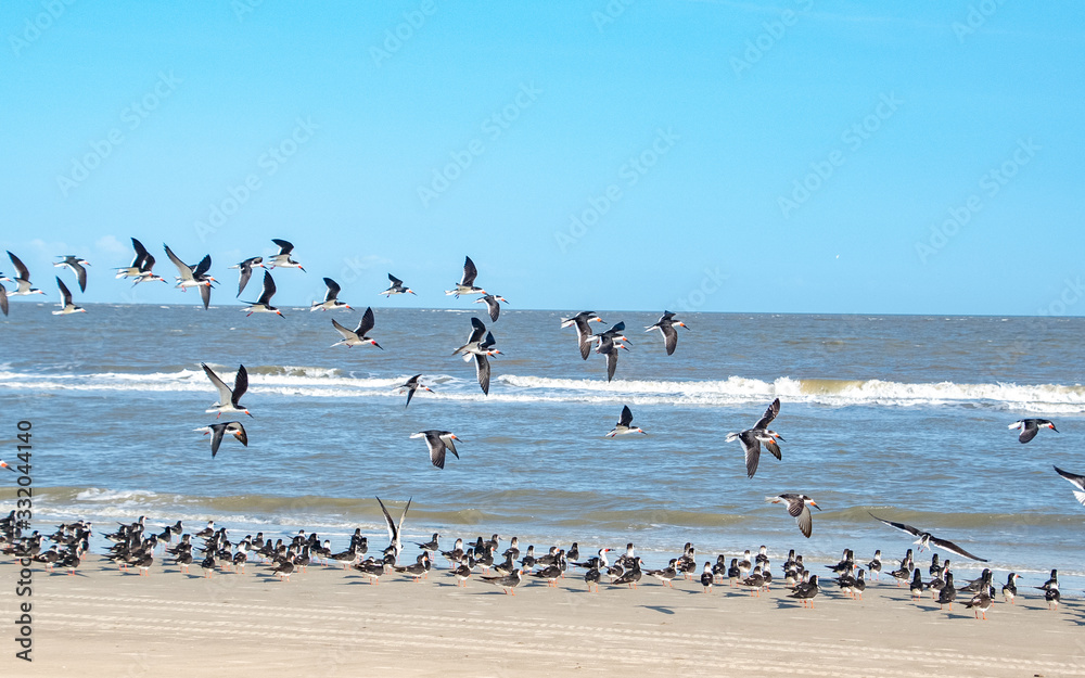 Black Skimmers flying in flock on Jekyll Island Beach in Georgia. Black Skimmers flying in flock on Jekyll Island Beach in Georgia.
