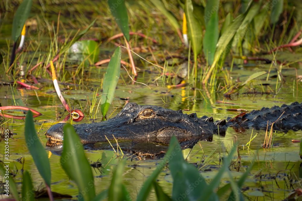 Wild American Alligator at Okefenokee Swamp in Georgia. Wild American Alligator at Okefenokee Swamp in Georgia.