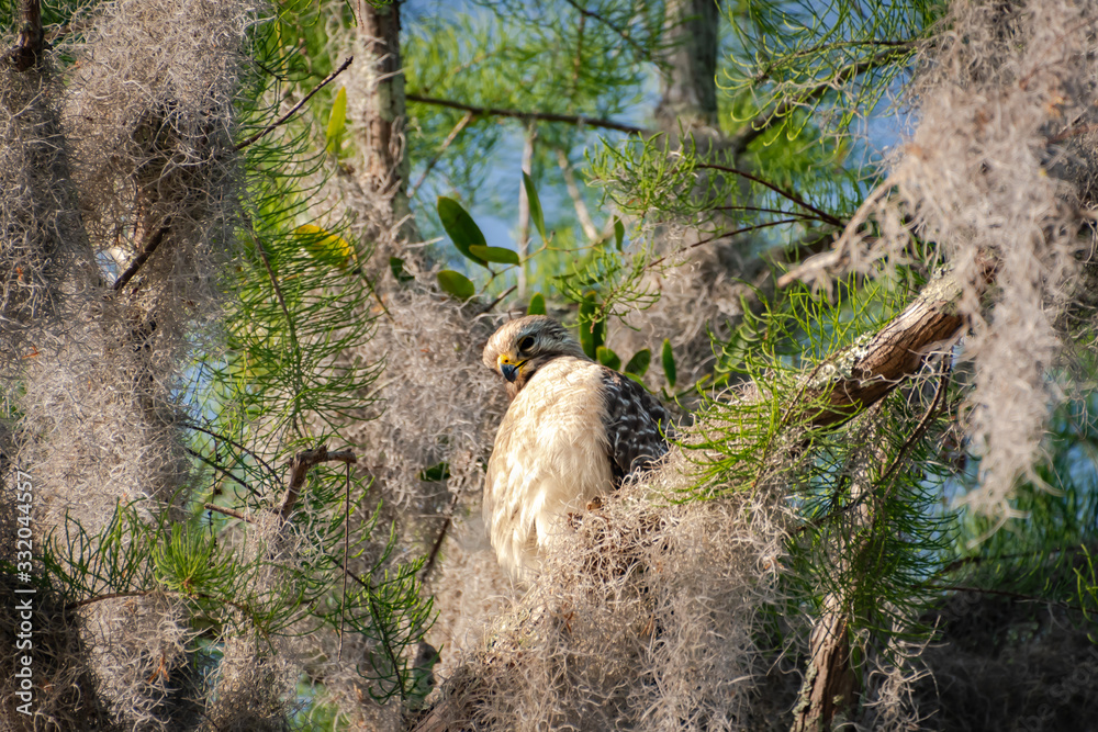 Red Shouldered Juvenile Hawk at nest site in Okefenokee Swamp in Georgia. Red Shouldered Juvenile Hawk at nest site in Okefenokee Swamp in Georgia.
