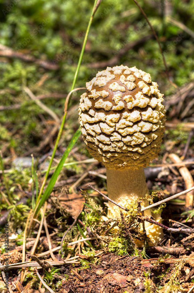 Amanita rubescens Amanita rubescens