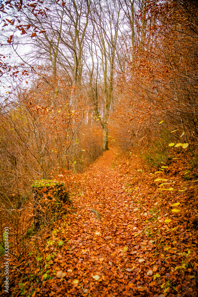 Obraz premium Autumn in a Eifel forest, Germany