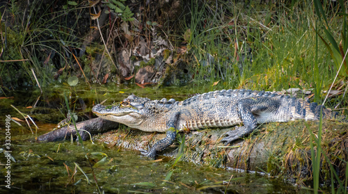 Wild American Alligator at Okefenokee Swamp in Georgia.