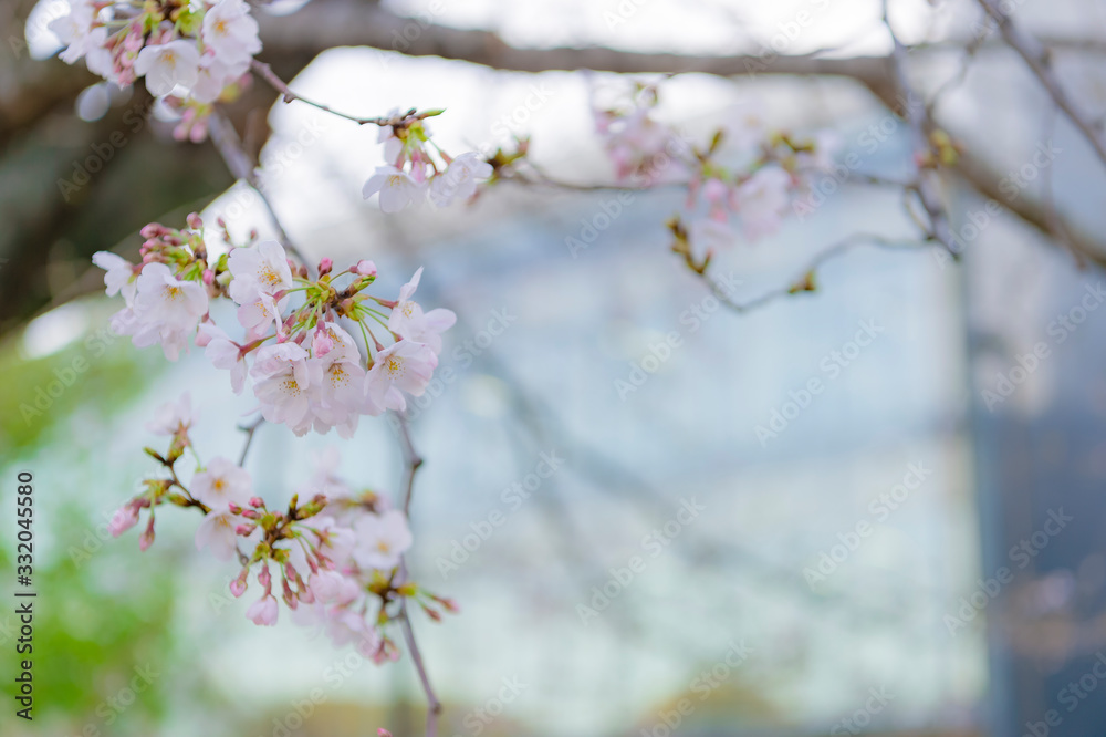 東京都千代田区の千鳥ヶ淵の咲き始めた桜