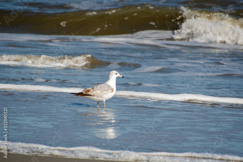 Ring-billed Seagulls feeding in the sand on Jekyll Island Beach in Georgia.