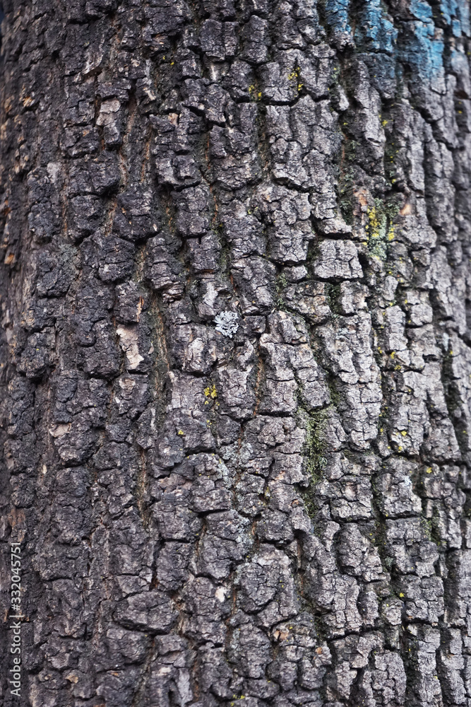bark of a tree bark of a tree