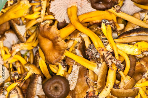 Craterellus tubaeformis photo