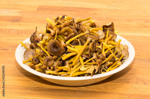 Craterellus tubaeformis photo