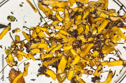 Craterellus tubaeformis photo