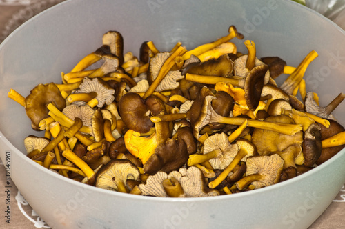 Craterellus tubaeformis photo