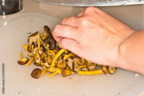Craterellus tubaeformis photo